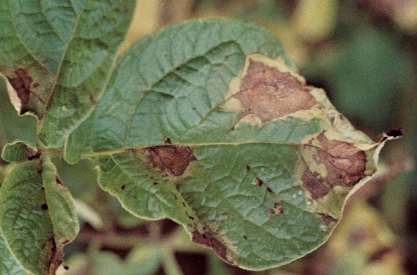 Phytophtora